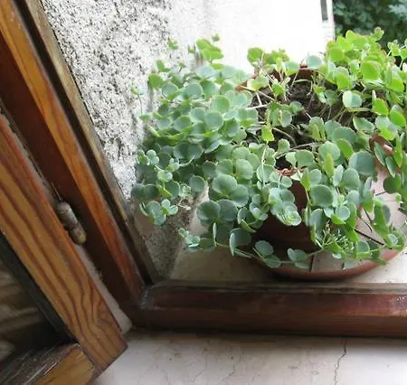 La Casa Della Nonna *